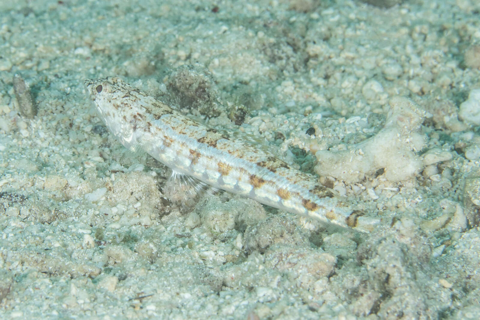 Image of Sand lizardfish