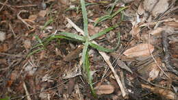 Image of Aloe anivoranoensis (Rauh & Hebding) L. E. Newton & G. D. Rowley