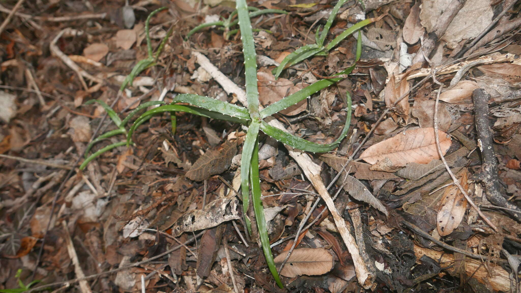 Image of Aloe anivoranoensis (Rauh & Hebding) L. E. Newton & G. D. Rowley