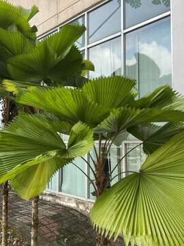 Image of Grosse Licuala Palm