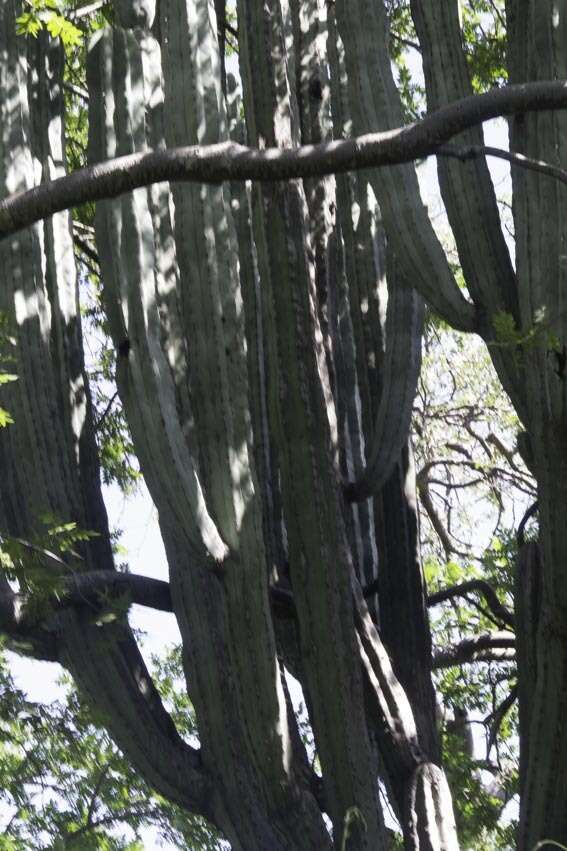 Image of Pachycereus weberi (J. M. Coult.) Backeb.