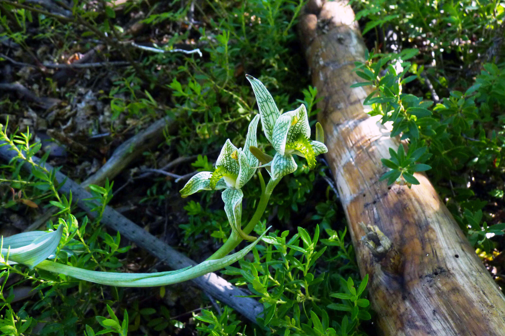 Plancia ëd Chloraea magellanica Hook. fil.