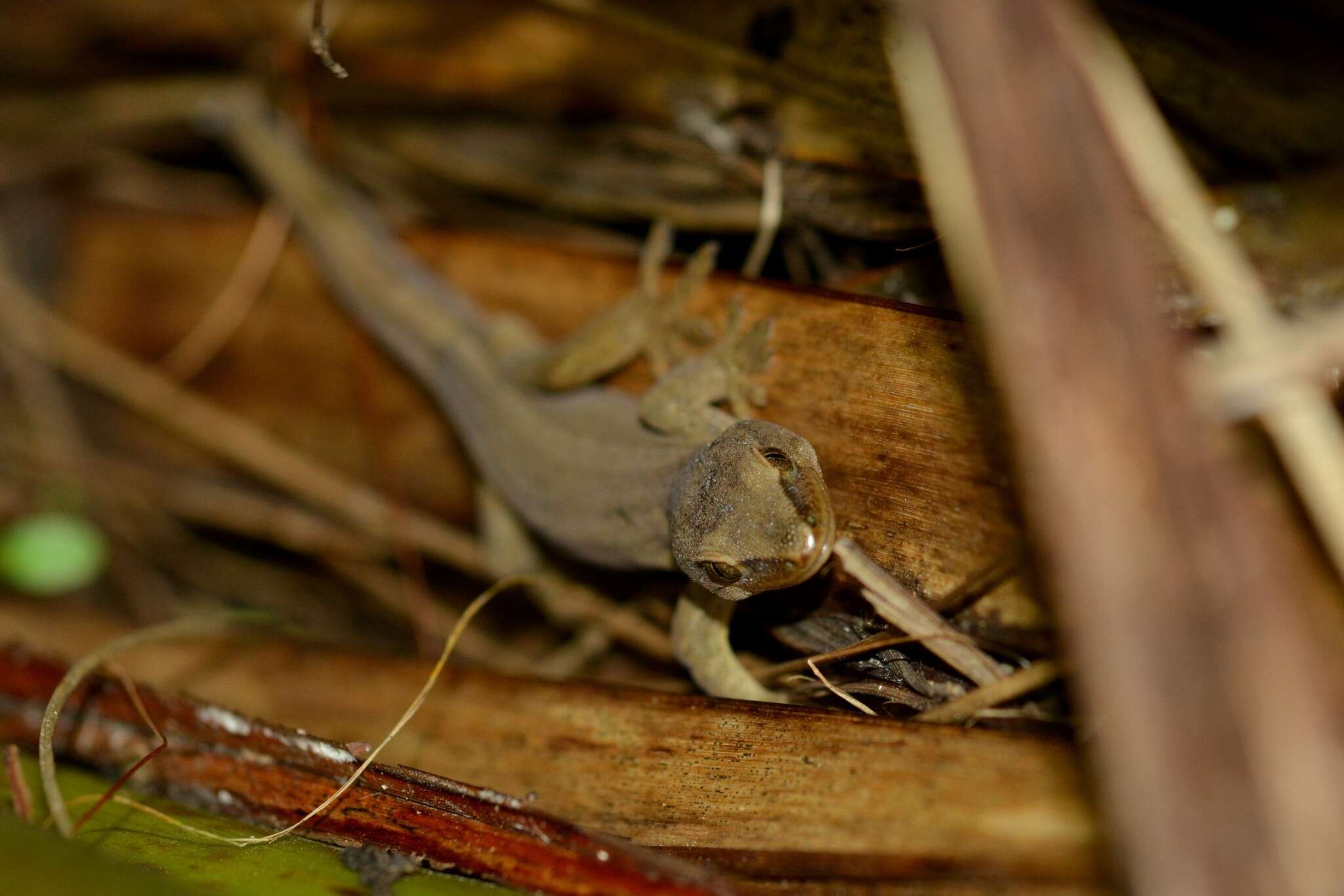 Image of Gold-striped Gecko