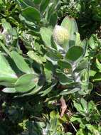 Image of Leucospermum conocarpodendron subsp. conocarpodendron