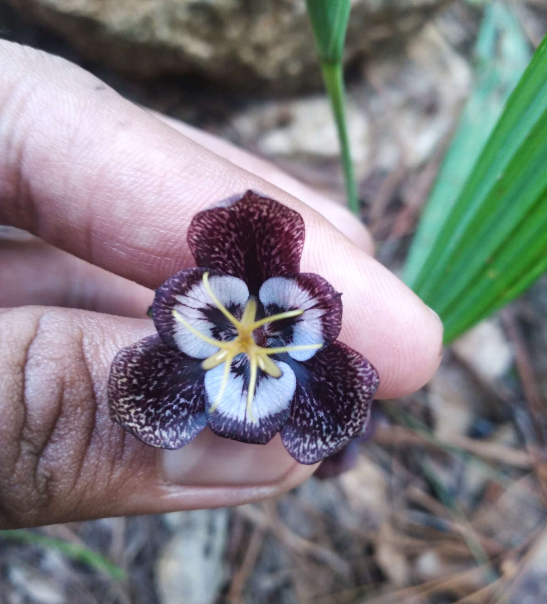 Image of Tigridia hallbergii Molseed