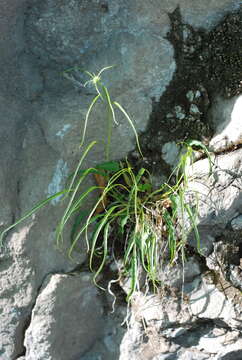 صورة Phyteuma scheuchzeri subsp. columnae (E. Thomas) Bech.