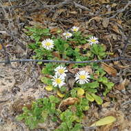 Image of Brachyscome tatei J. M. Black