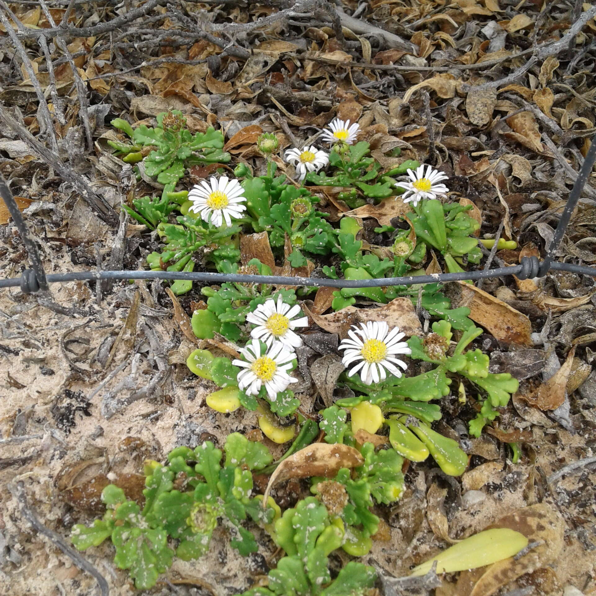 Image of Brachyscome tatei J. M. Black