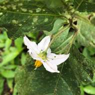 Image of <i>Solanum <i>carolinense</i></i> var. carolinense