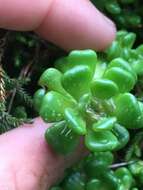 صورة Sedum oreganum subsp. oreganum