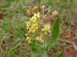 صورة Asclepias contrayerba Sessé & Moc.