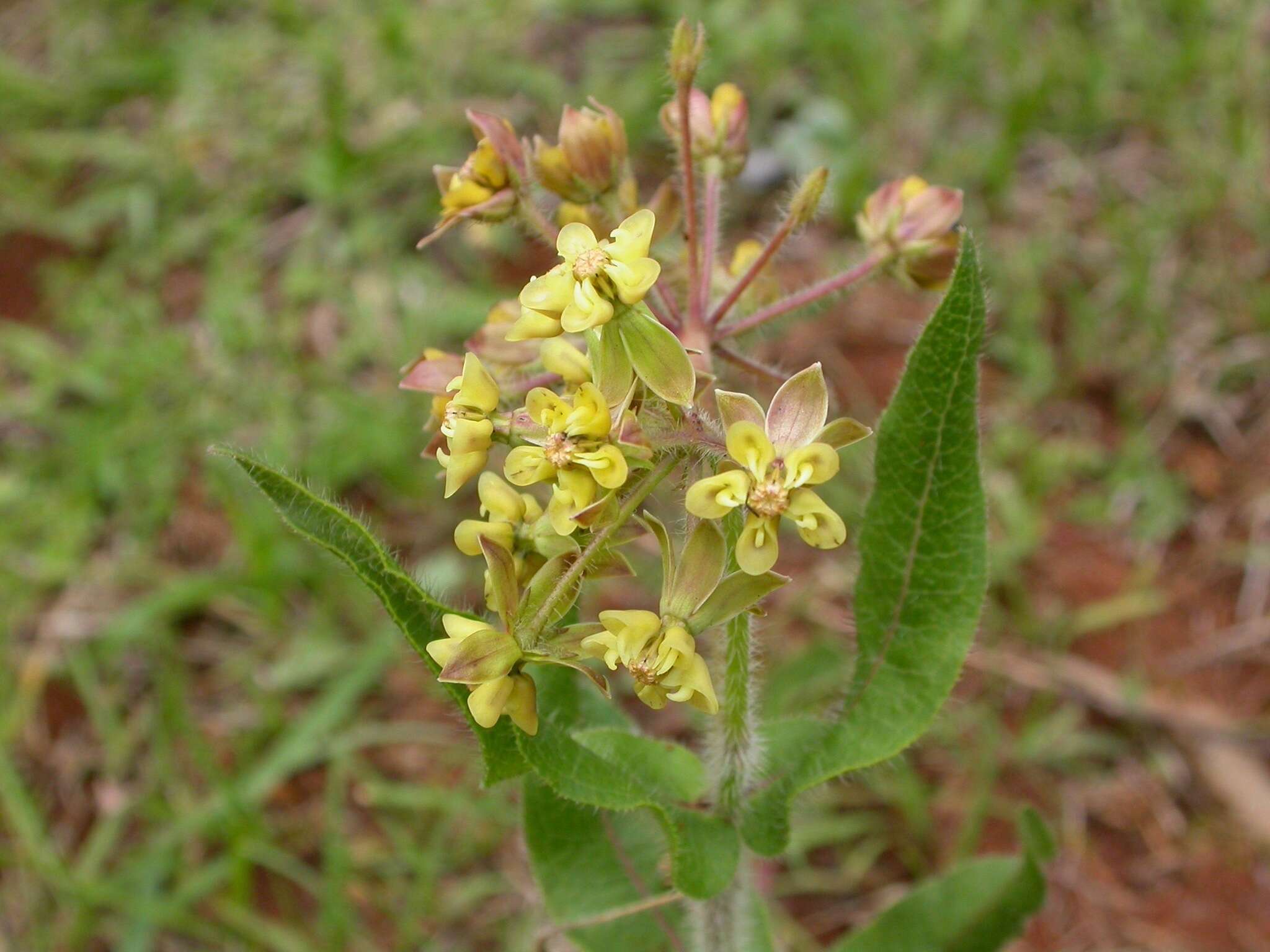 صورة Asclepias contrayerba Sessé & Moc.