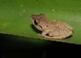 Image of Paraiba Robber Frog