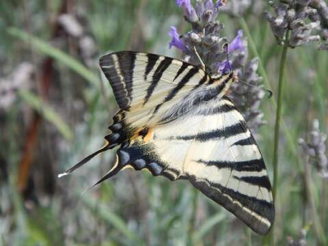 Image of Iphiclides