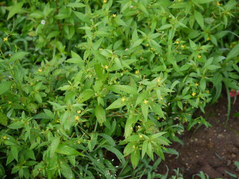 Image of Mexican primrose-willow