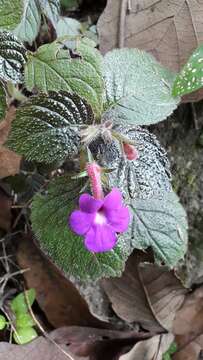 Image of Achimenes grandiflora (Schiede) DC.