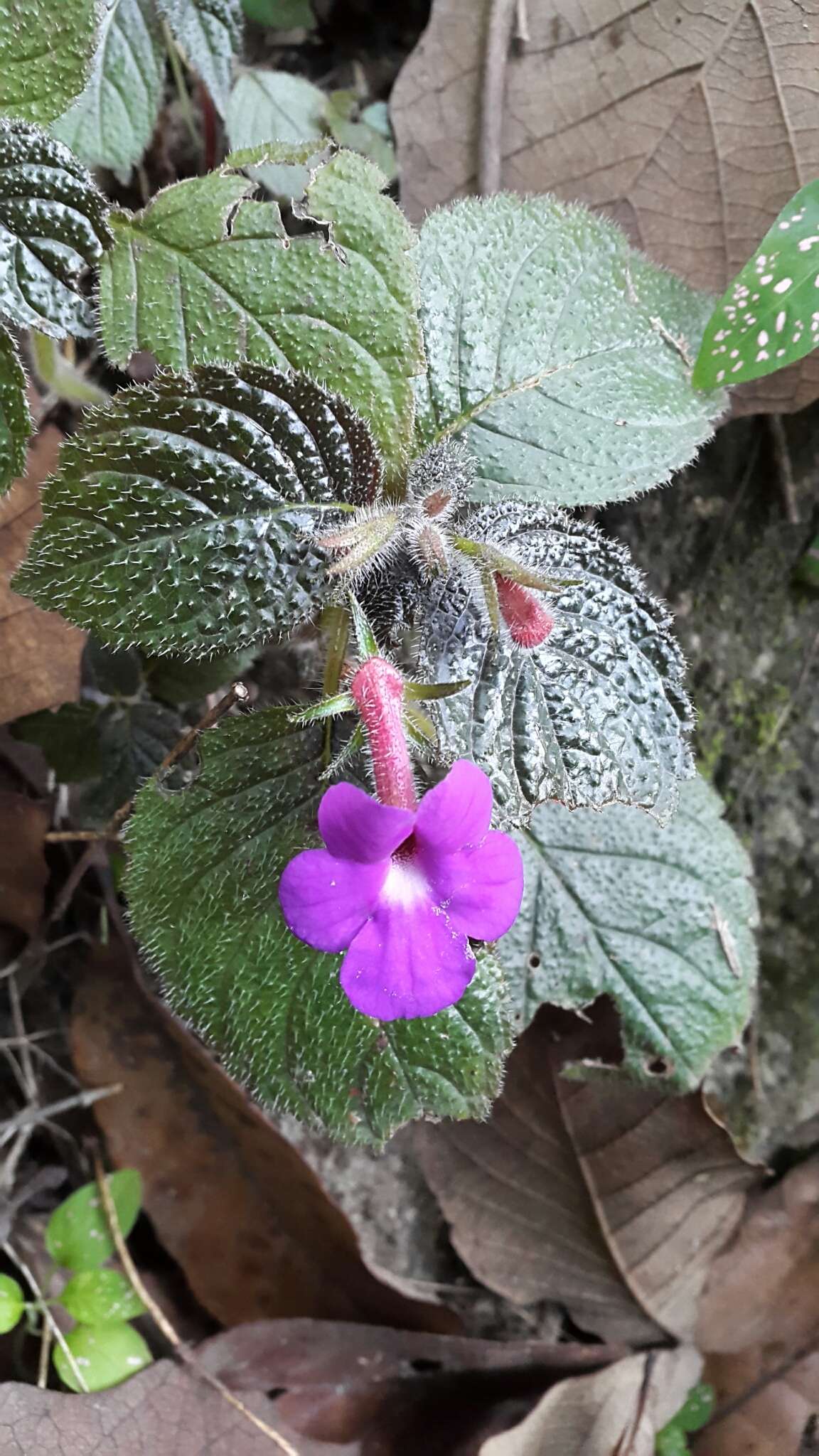 Imagem de Achimenes grandiflora (Schiede) DC.