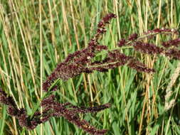 Plancia ëd Echinochloa muricata (P. Beauv.) Fernald