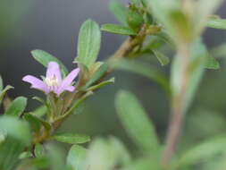 Image of Ehretia aquatica (Lour.) Gottschling & Hilger