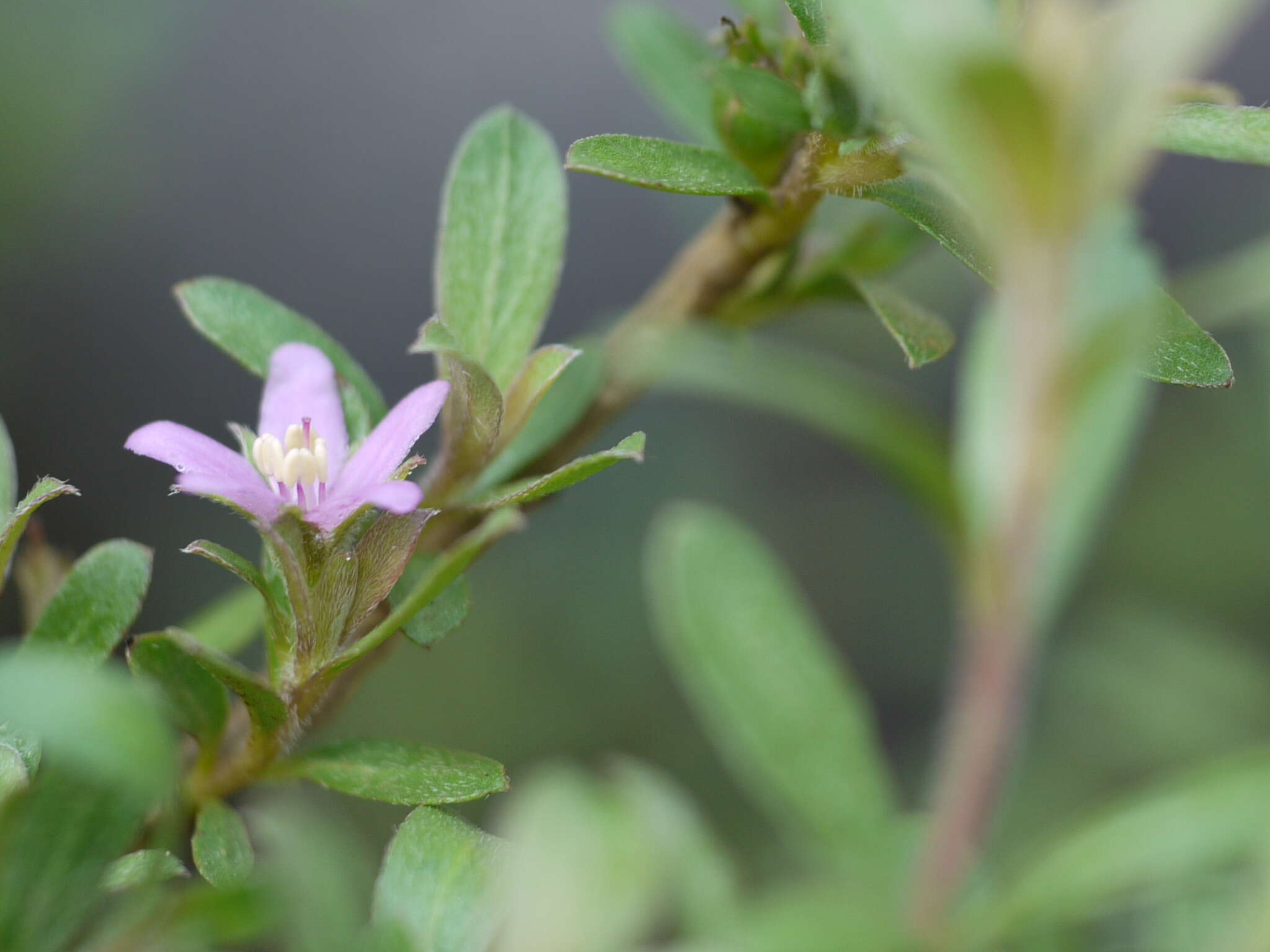 Image of Ehretia aquatica (Lour.) Gottschling & Hilger