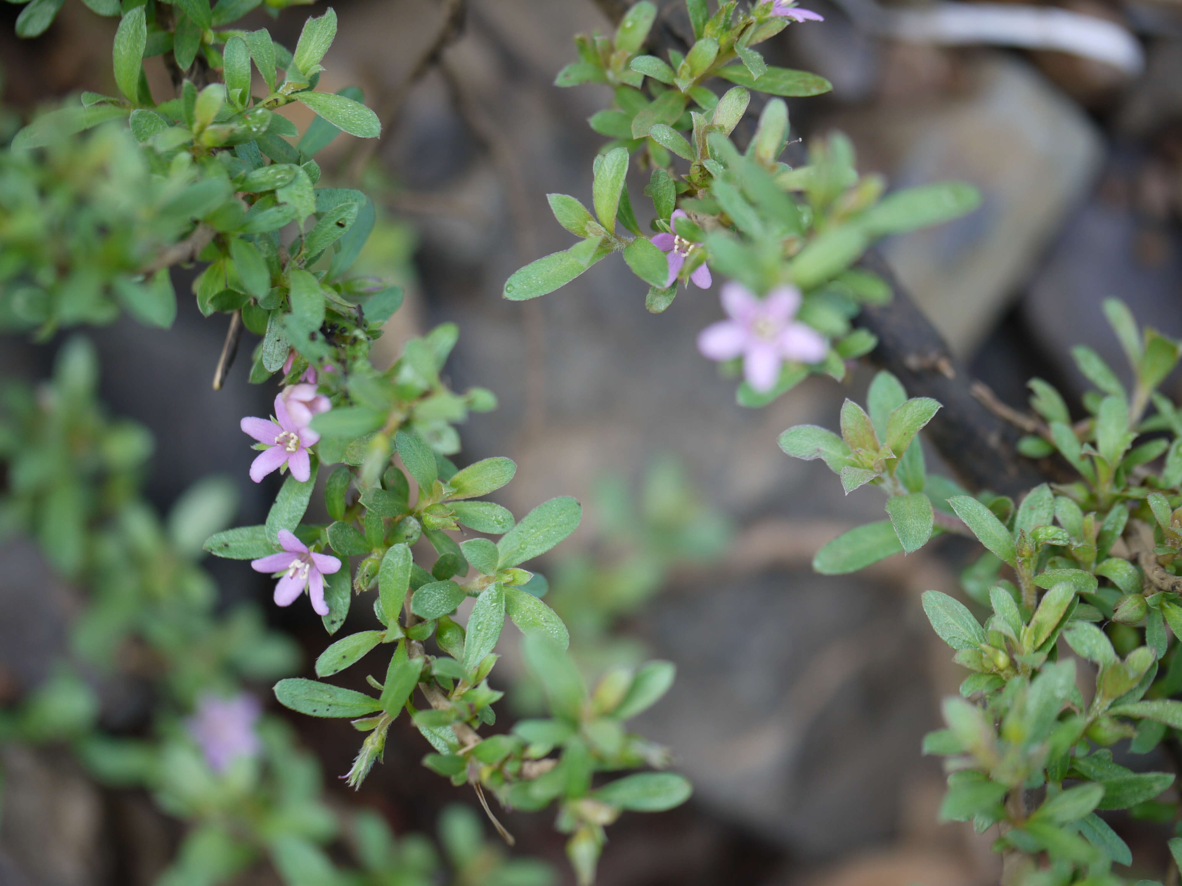 Image of Ehretia aquatica (Lour.) Gottschling & Hilger