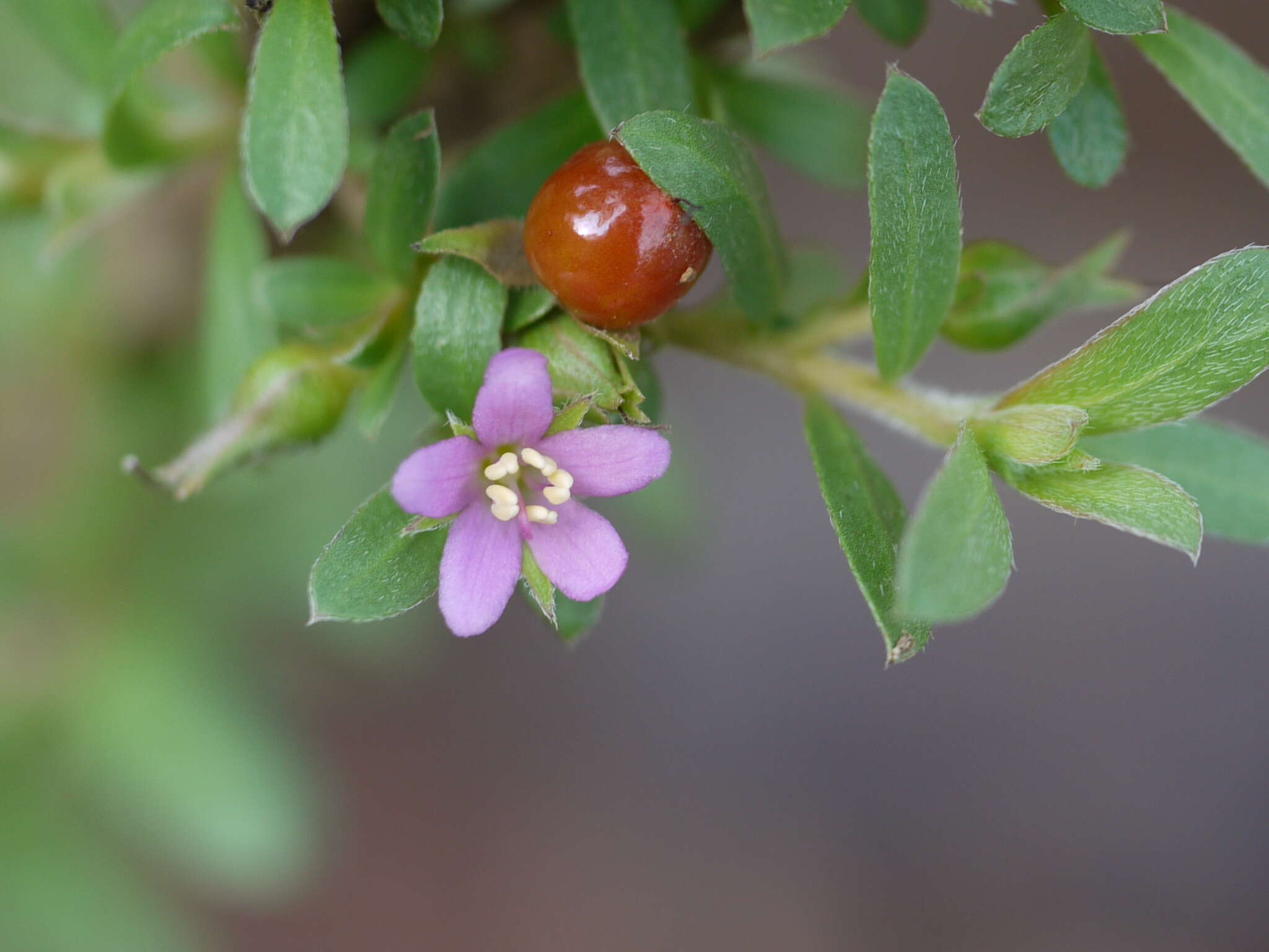 Image of Ehretia aquatica (Lour.) Gottschling & Hilger