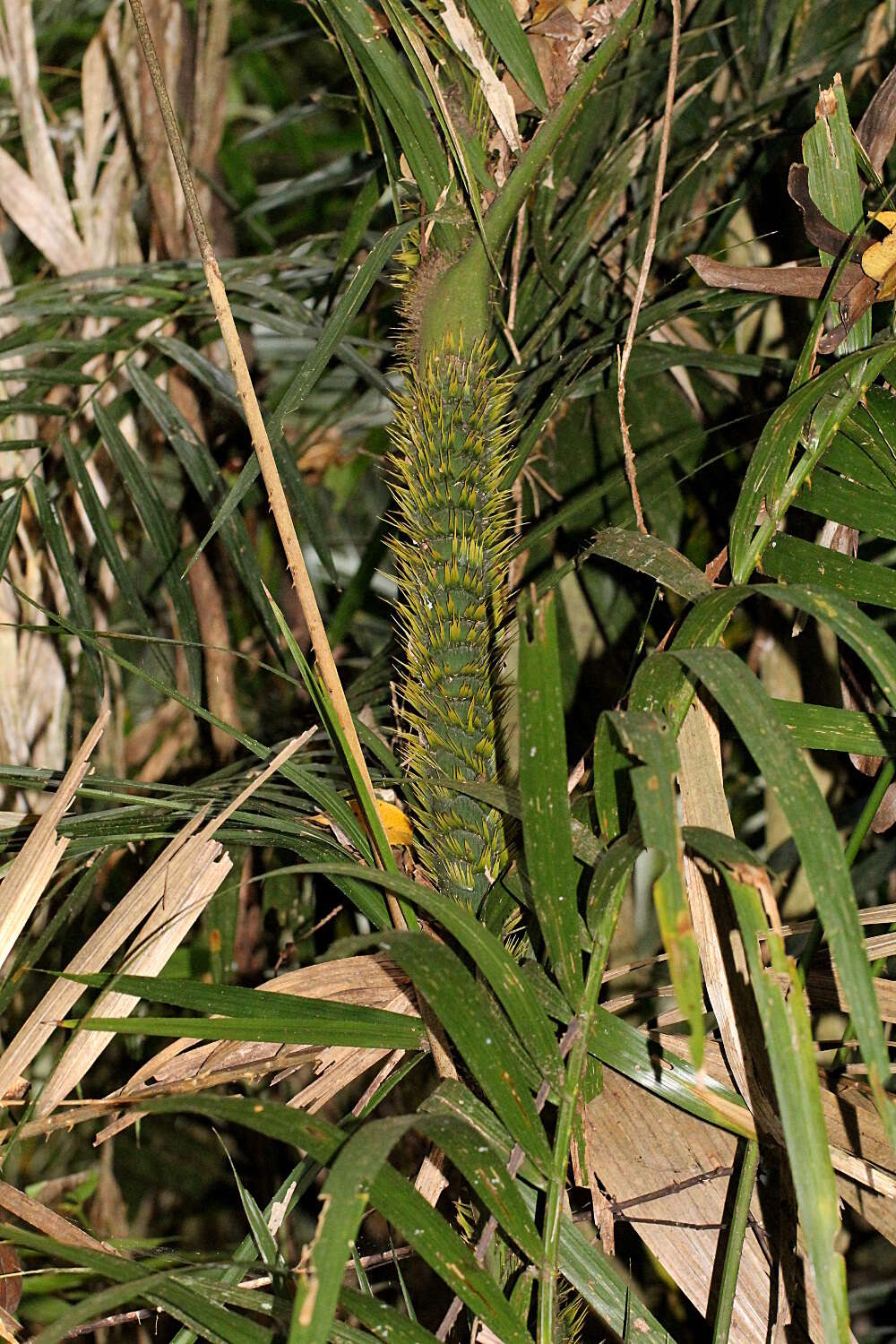 Image of large Lawyer Cane