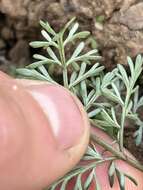 Image of Canby's biscuitroot