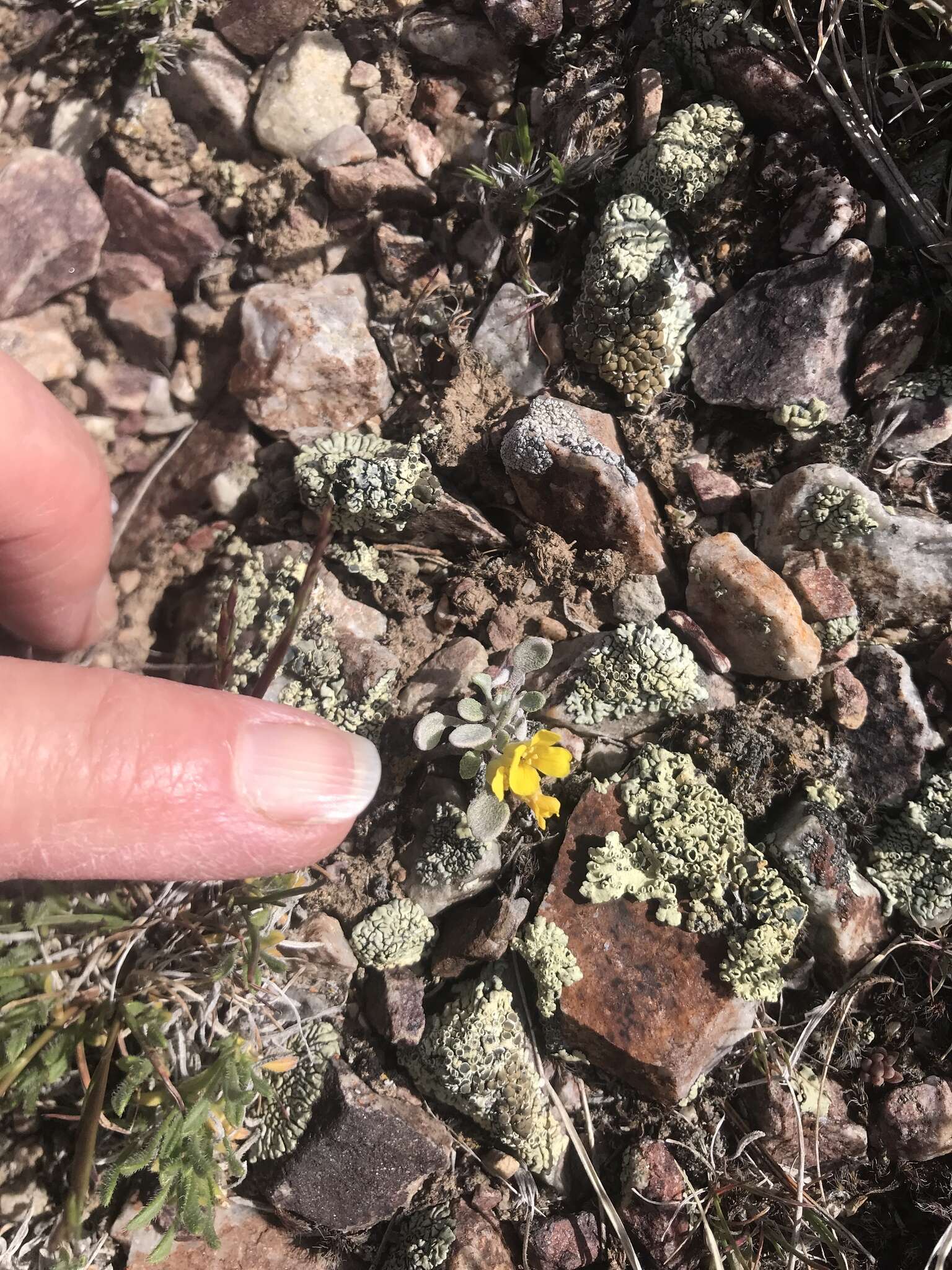 Image of western bladderpod