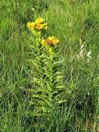 Image of Berkheya echinacea subsp. echinacea