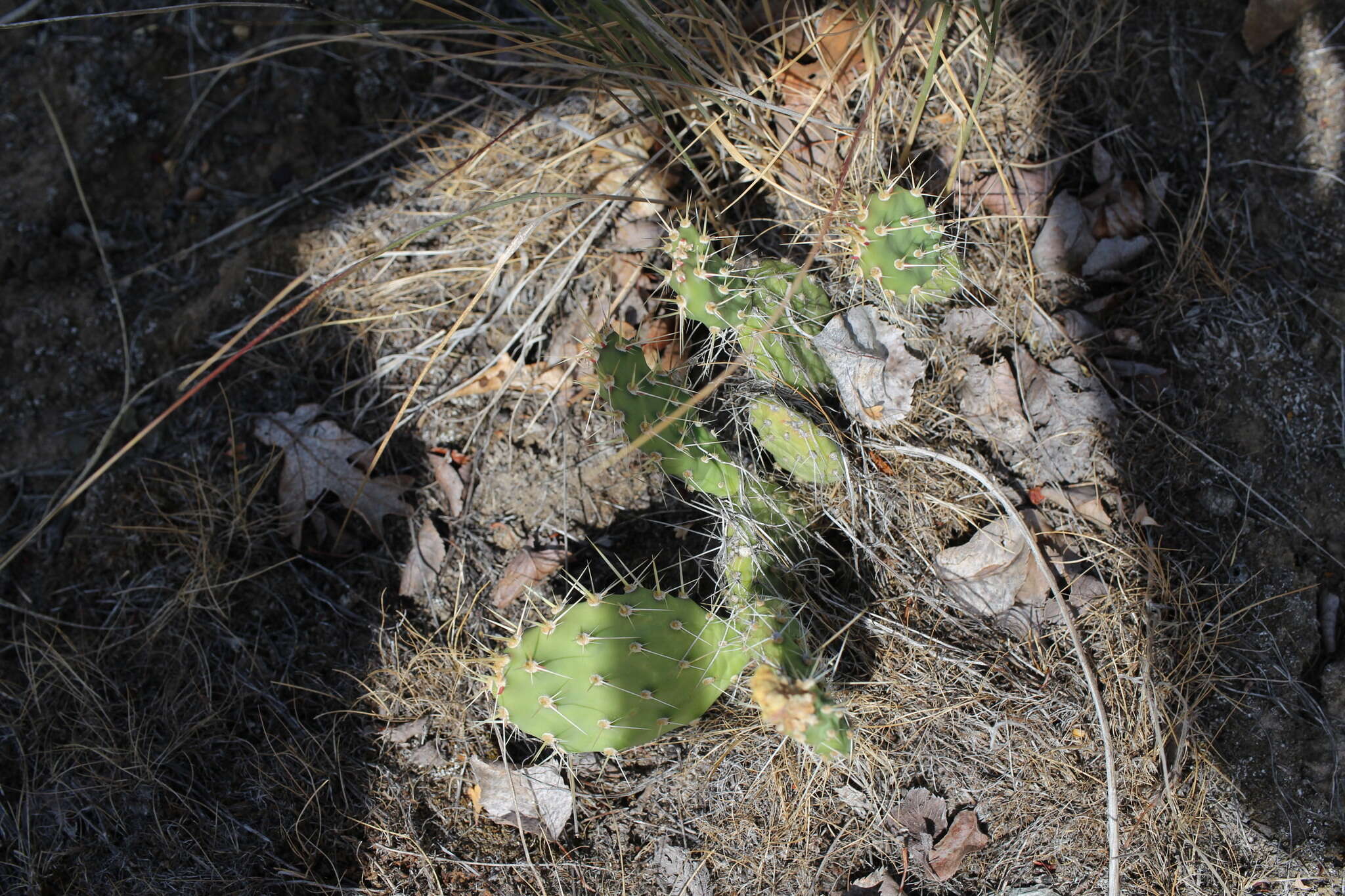 Opuntia columbiana Griffiths resmi