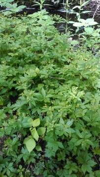 Image of clustered blacksnakeroot