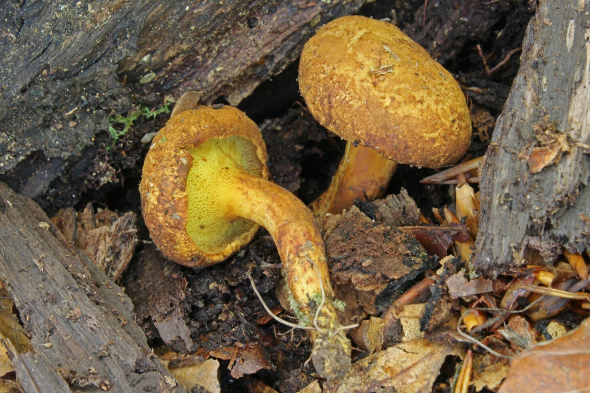 Image of Buchwaldoboletus lignicola (Kallenb.) Pilát 1969