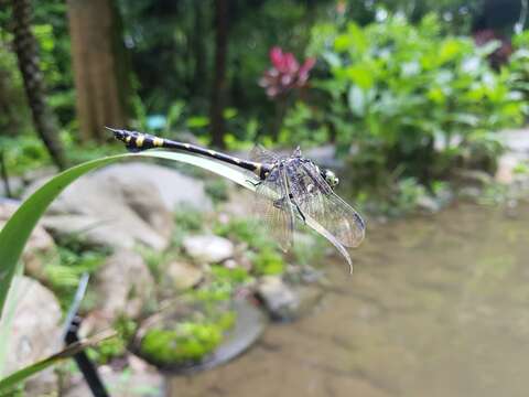 Image of common clubtail