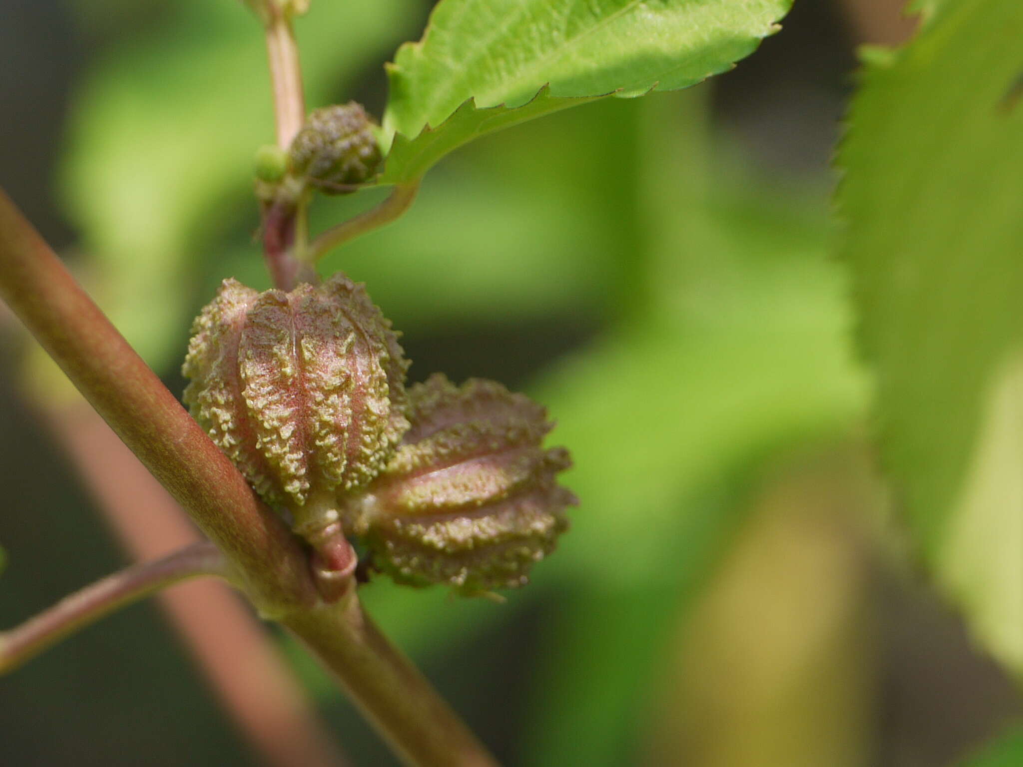 Imagem de Corchorus capsularis L.