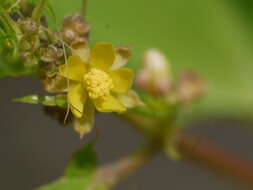 Imagem de Corchorus capsularis L.