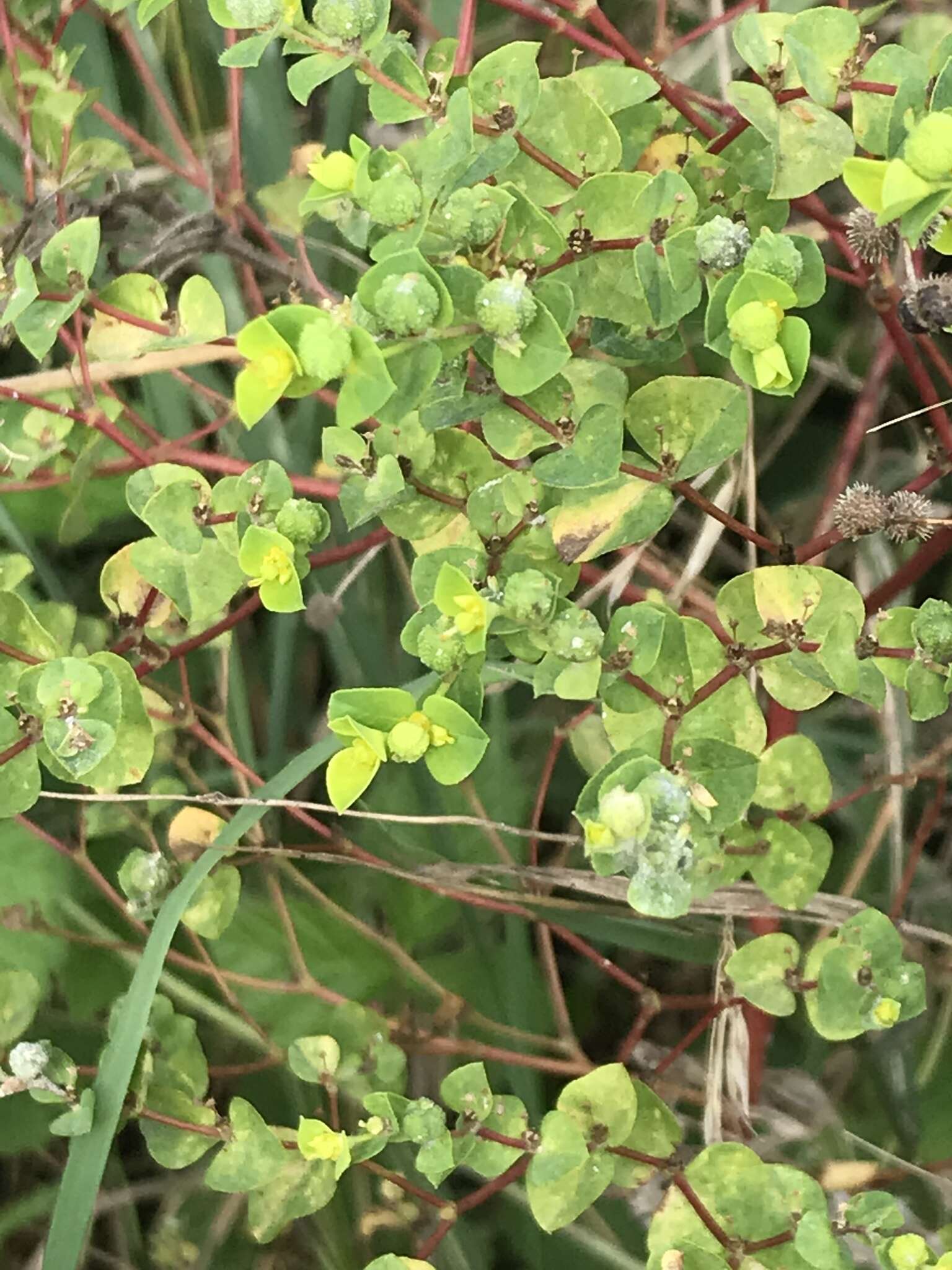 Euphorbia platyphyllos L.的圖片