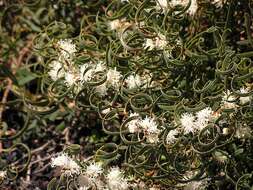 Plancia ëd Hakea stenocarpa R. Br.