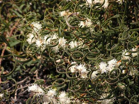 Image of Hakea stenocarpa R. Br.