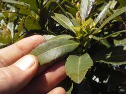 Image of Broad-leaved waxberry