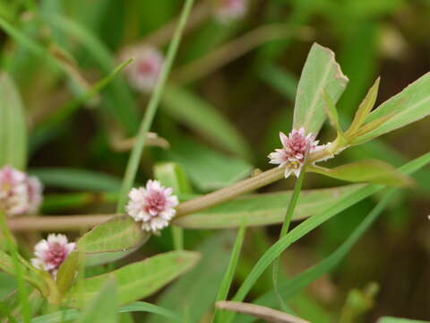 Image of sessile joyweed