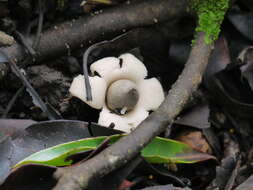 Image of Geastrum saccatum