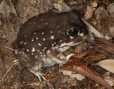 Image of Western Spotted Frog