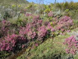 Image of Erica nervata Guthrie & Bolus