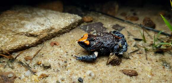 Image of Red-crowned Toadlet