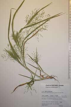 Image of Gattinger's Panic Grass