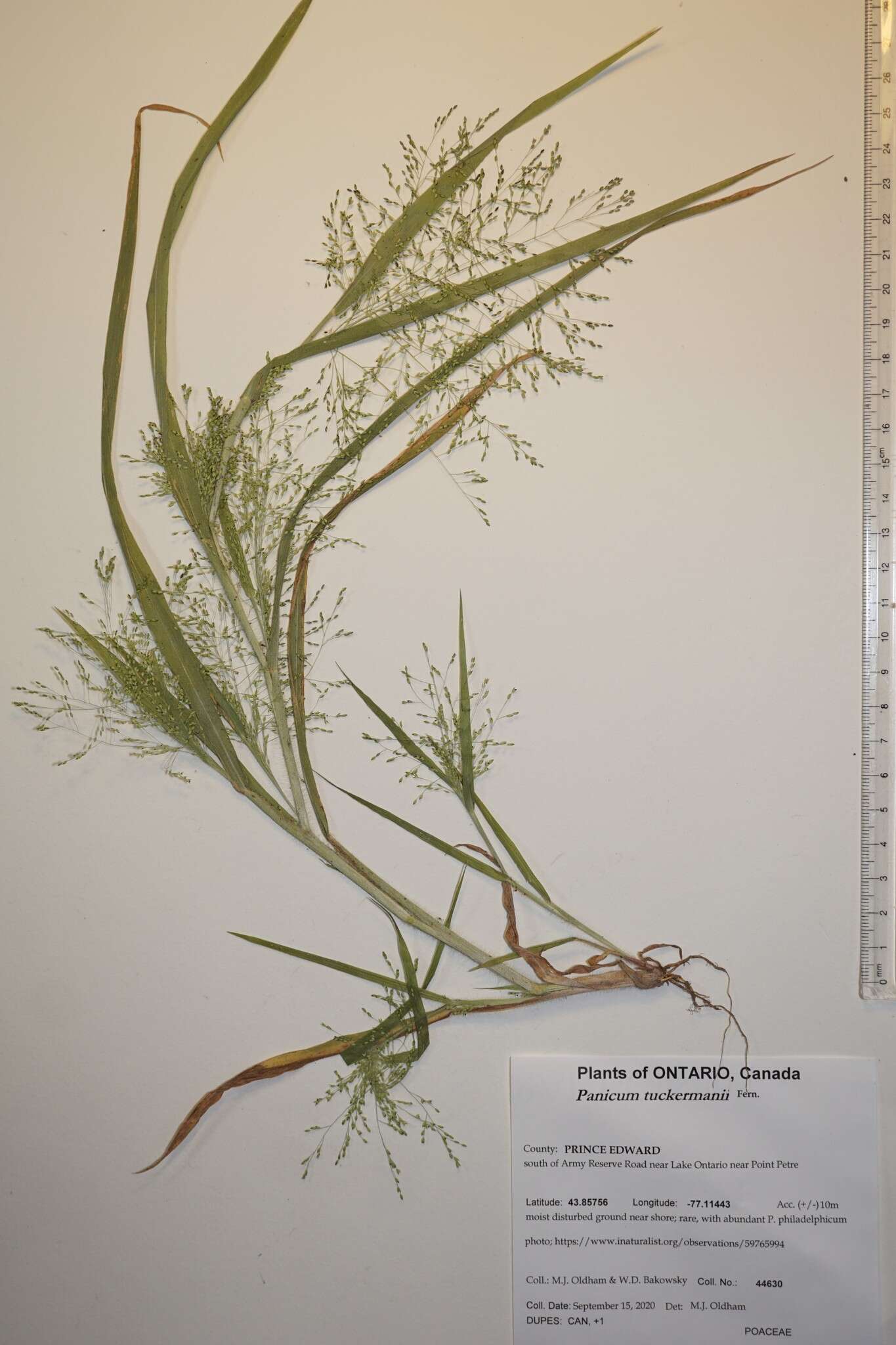 Image of Gattinger's Panic Grass