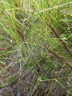 Image of Bristly-stalked sedge