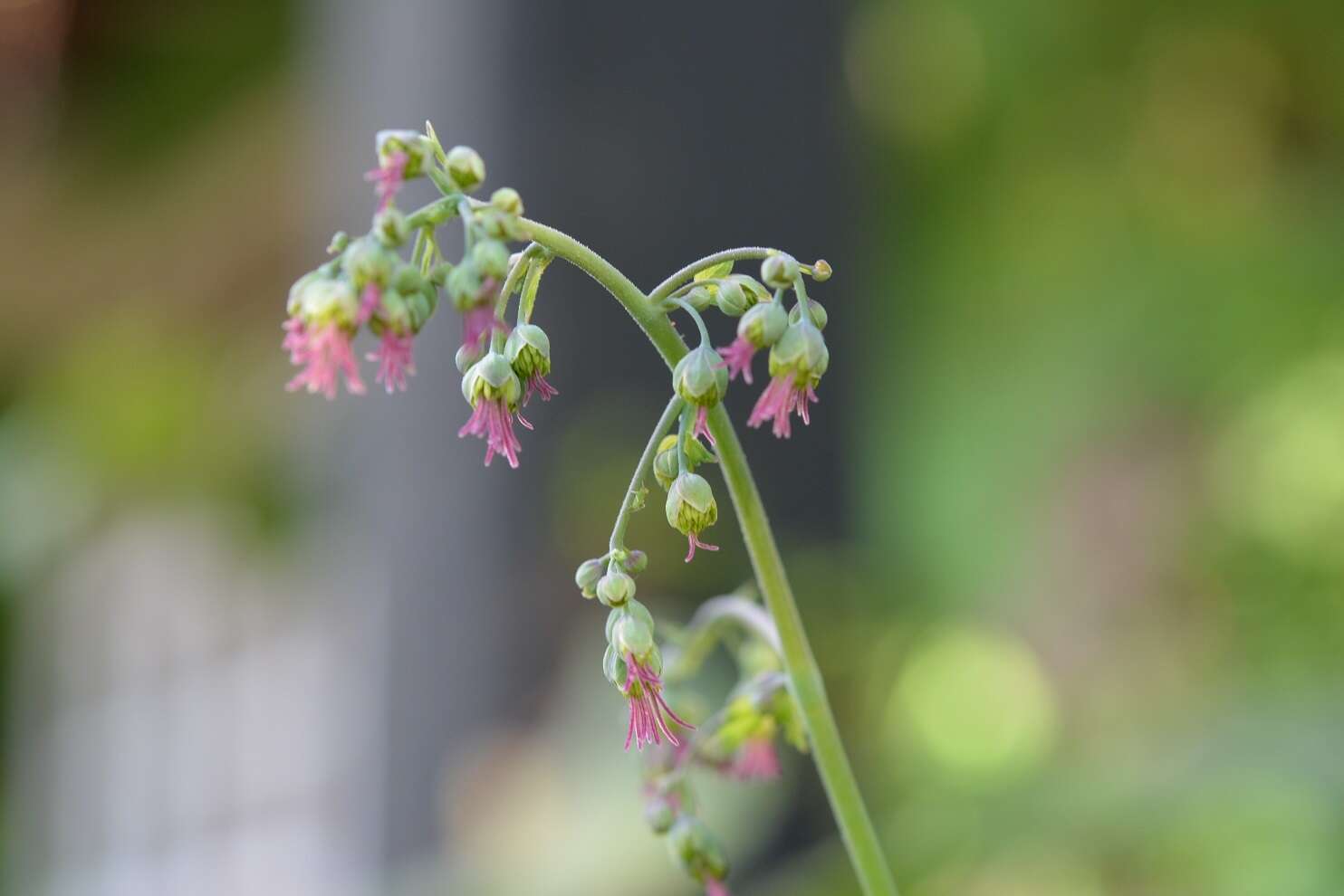 Image of Thalictrum guatemalense C. DC. & Rose ex Rose