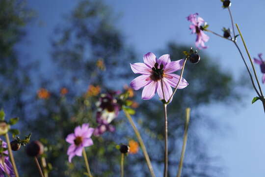 Image of Dahlia sorensenii H. V. Hansen & J. P. Hjerting